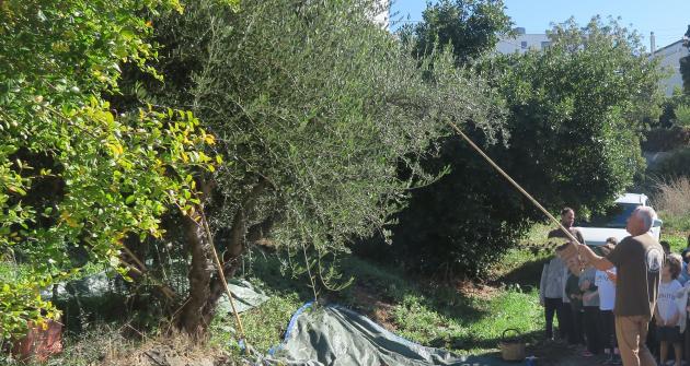 Η β' τάξη μαθαίνει για την ελιά και το ψωμί Η β' τάξη μαθαίνει για την ελιά και το ψωμί